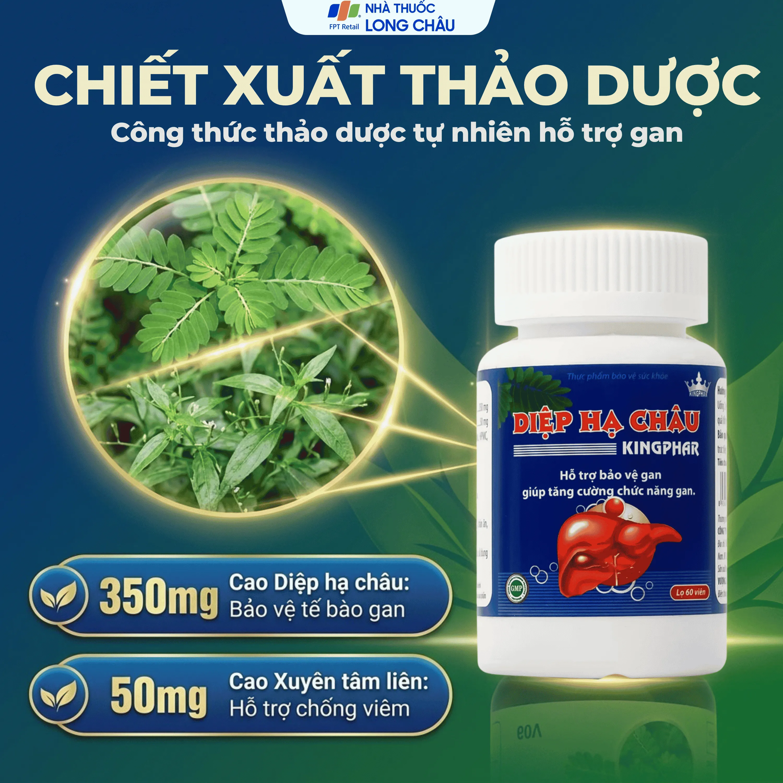 DIỆP HẠ CHÂU KINGPHAR 60V 3